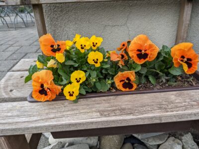 Sommer im Löwen in Rast