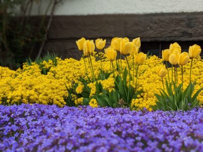 Blumen im Löwen,rast